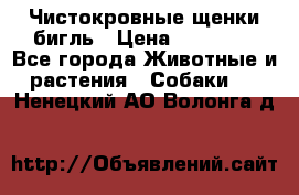 Чистокровные щенки бигль › Цена ­ 15 000 - Все города Животные и растения » Собаки   . Ненецкий АО,Волонга д.